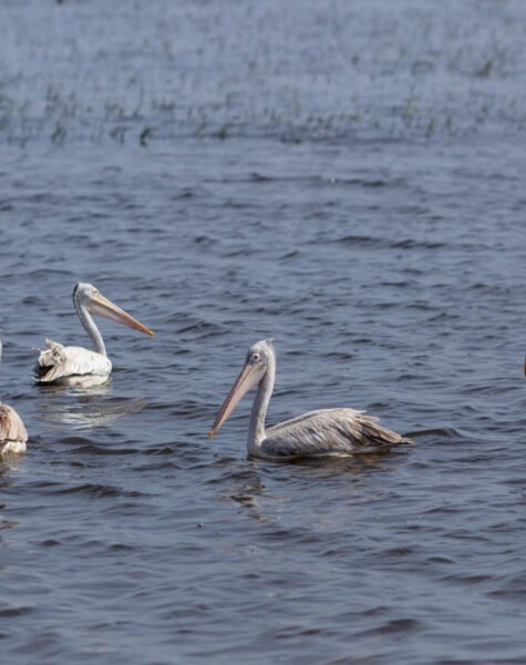 Kolleru  - Gudivakalanka birds