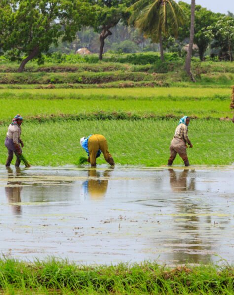 Kolleru  - farming